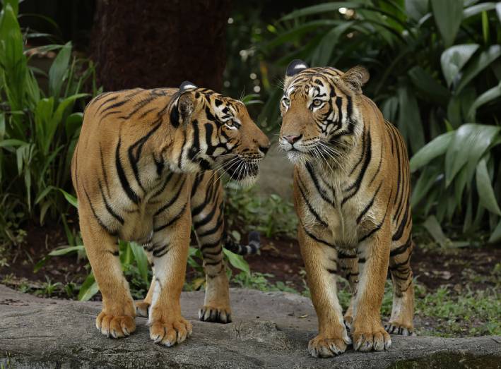 Mandai Wildlife Reserve Shuttle Transfer