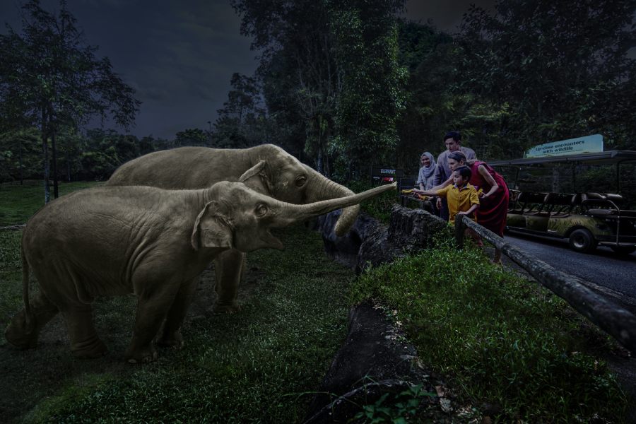 Night Safari Adventure Tour