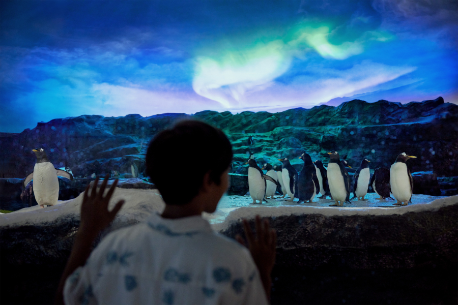 Penguin Cove at Bird Paradise