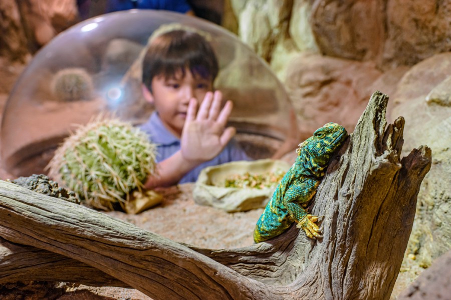 Reptopia at Singapore Zoo