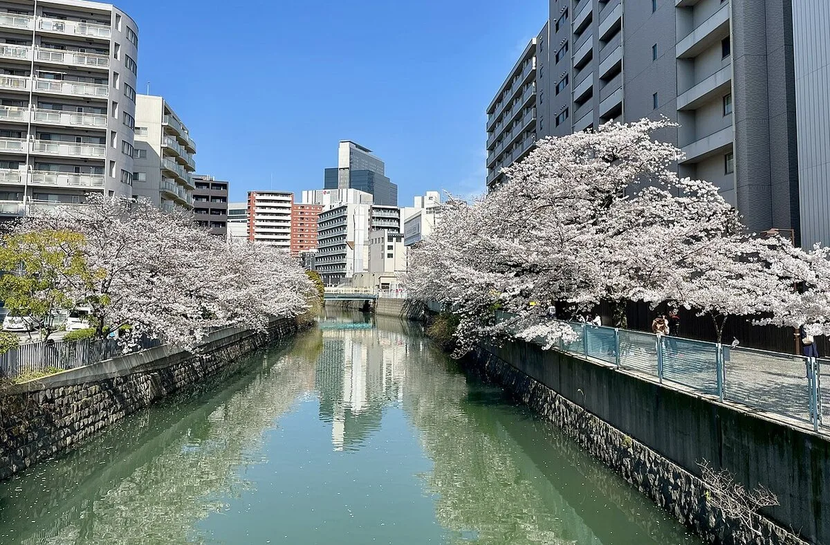 Cherry blossoms along the Ishizaki River in Yokohama in early April